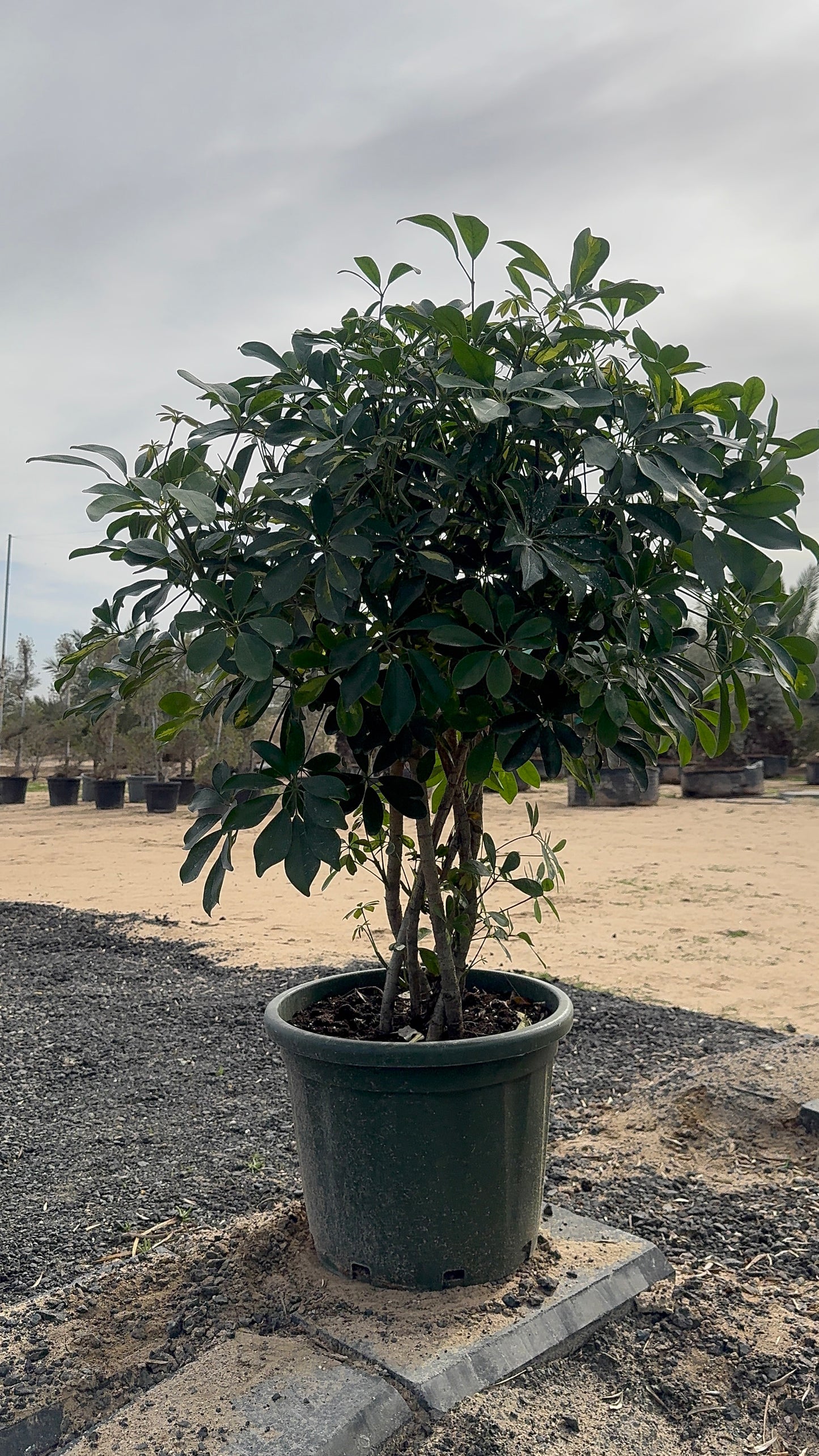 Schefflera Arboricola
