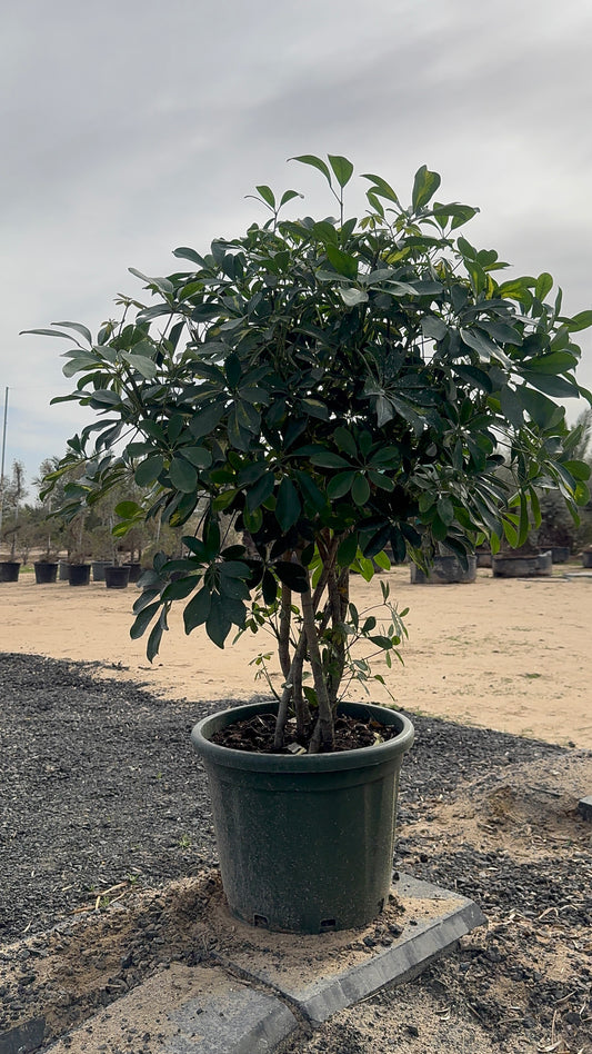 Schefflera arboricola