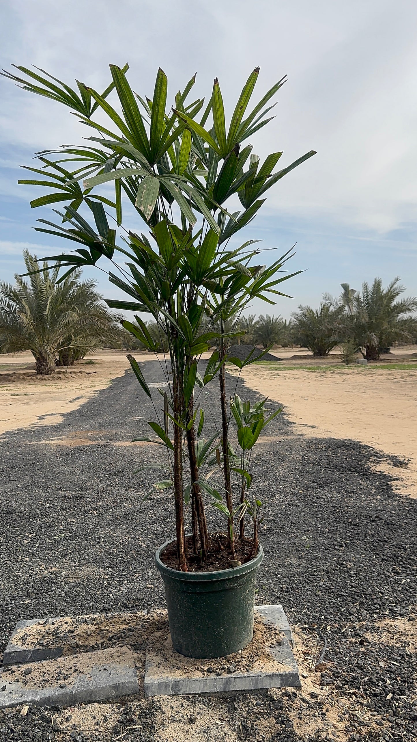 Rhapis Excelsa
