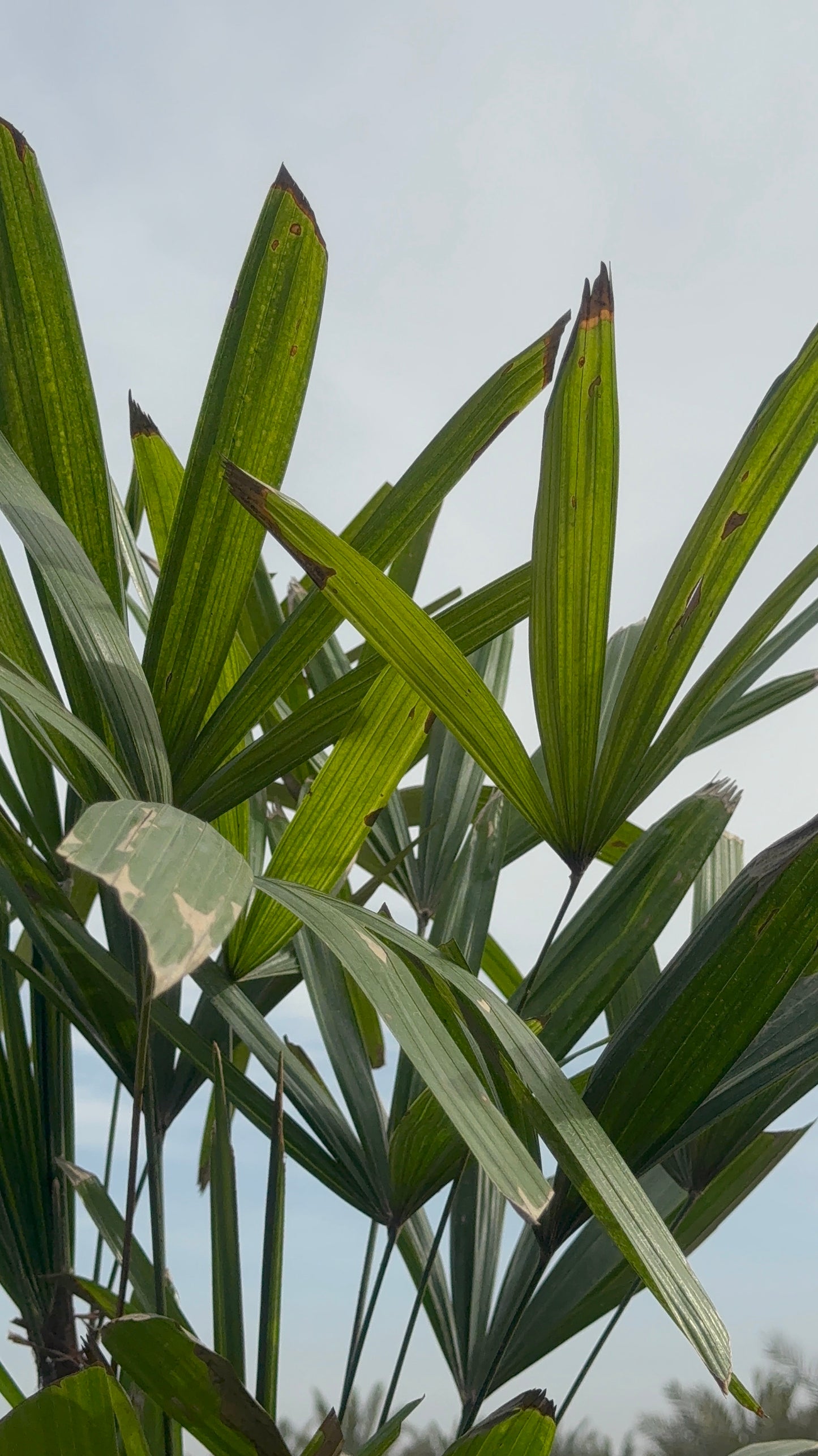 Rhapis Excelsa