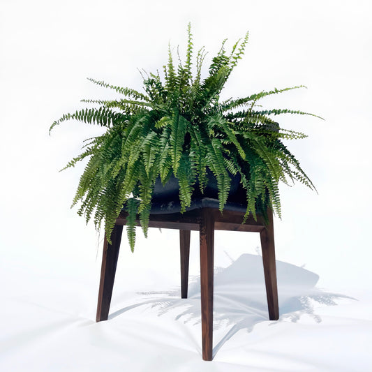 Boston Fern