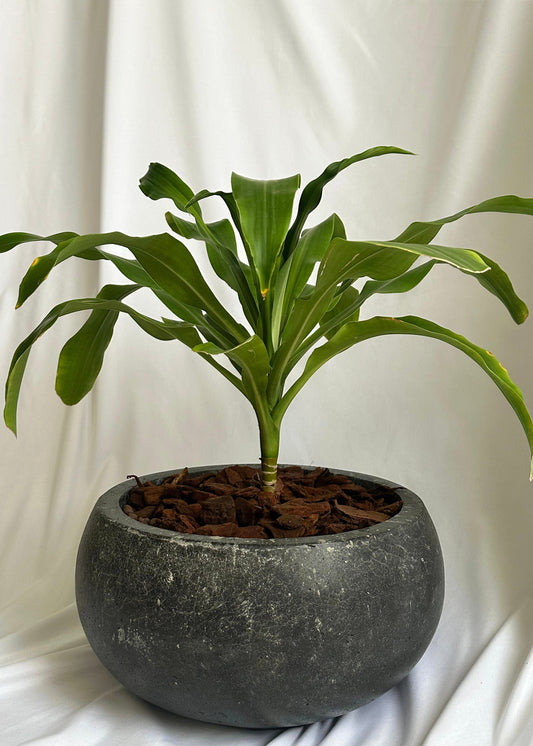 Dracaena
