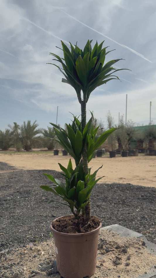 DRACAENA COMPACTA