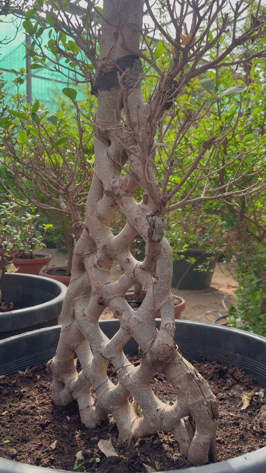 Ficus Net Shape
