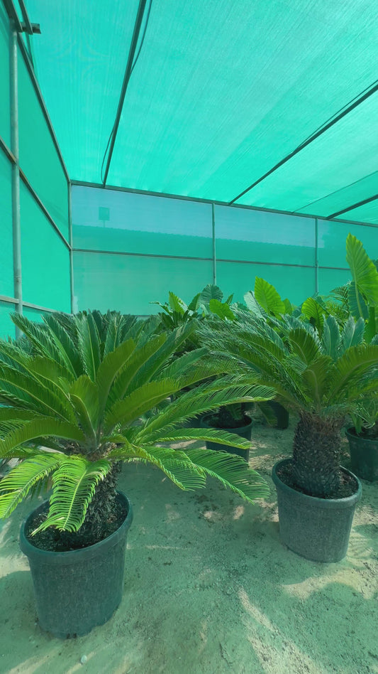 Cycas Revoluta