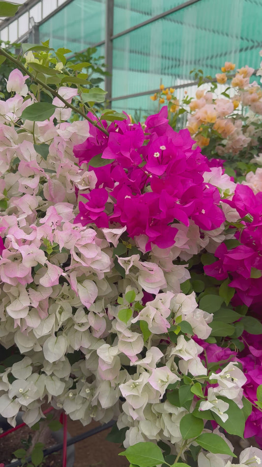 Bougainvillea
