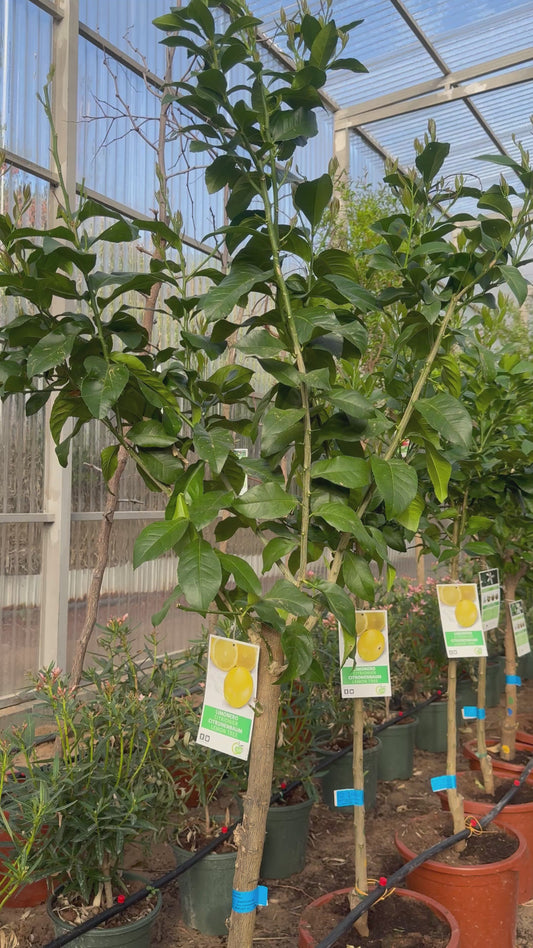 Citrus Tree - Lemon