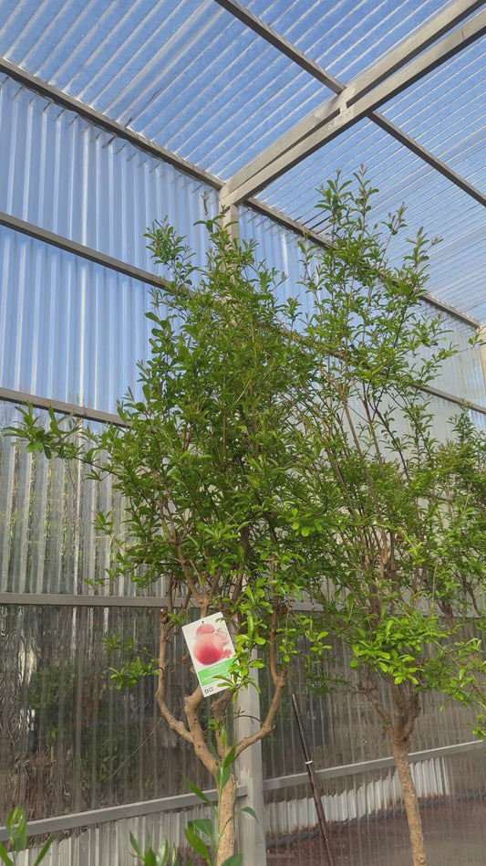 Pomegranate Tree