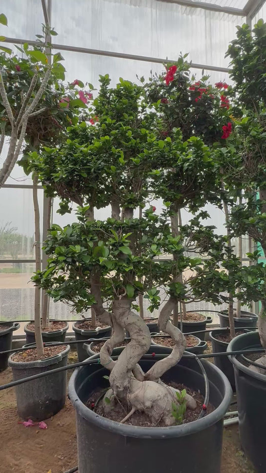 Ficus triple S shape