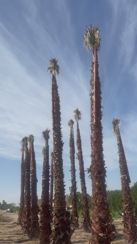 Washingtonia Robusta