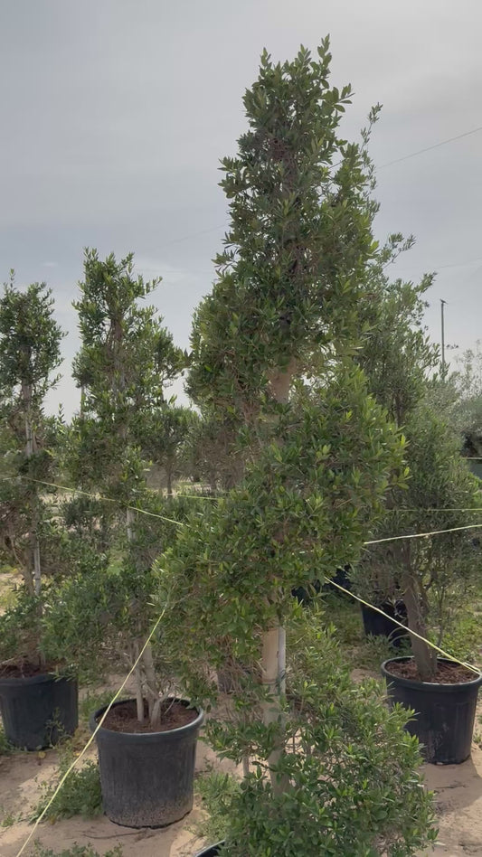 Olive Tree SPYRAL