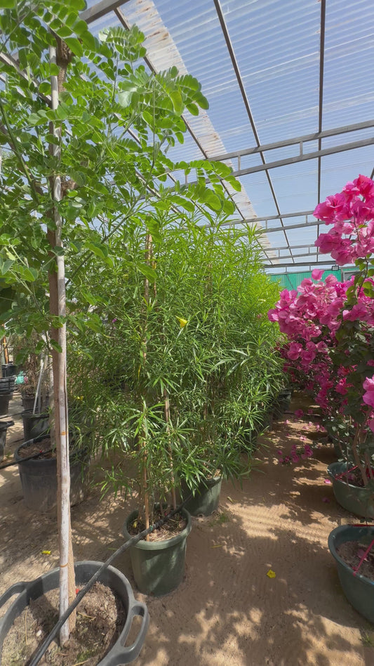 Yellow oleander